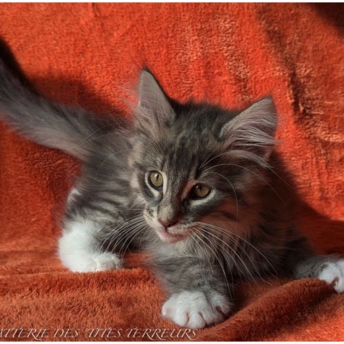 Brahms - chaton norvégien loof #0