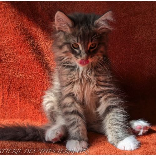 Brahms - chaton norvégien loof #6