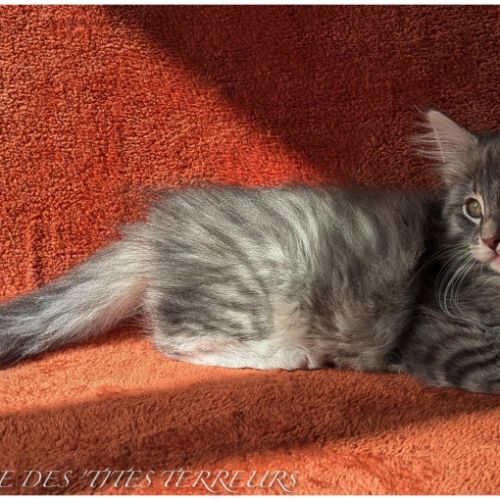 Brahms - chaton norvégien loof #7
