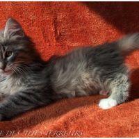 Brahms - chaton norvégien loof #4