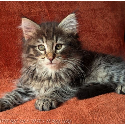 Bruckner - chaton norvégien loof #2