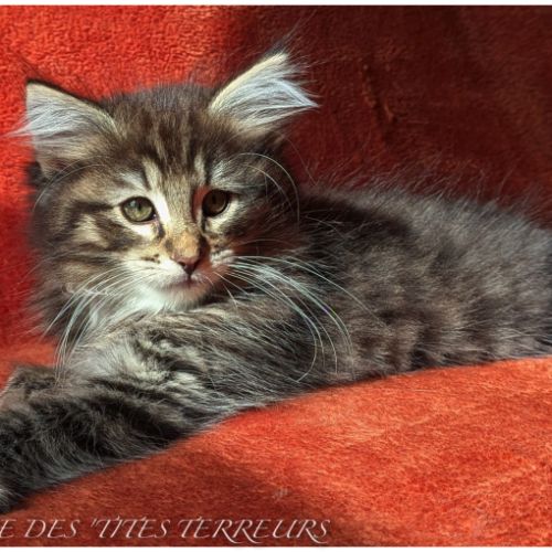 Bruckner - chaton norvégien loof #3