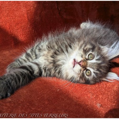 Bruckner - chaton norvégien loof #4
