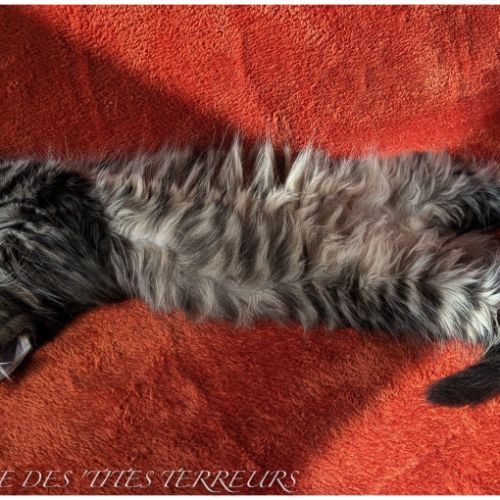 Bruckner - chaton norvégien loof #5