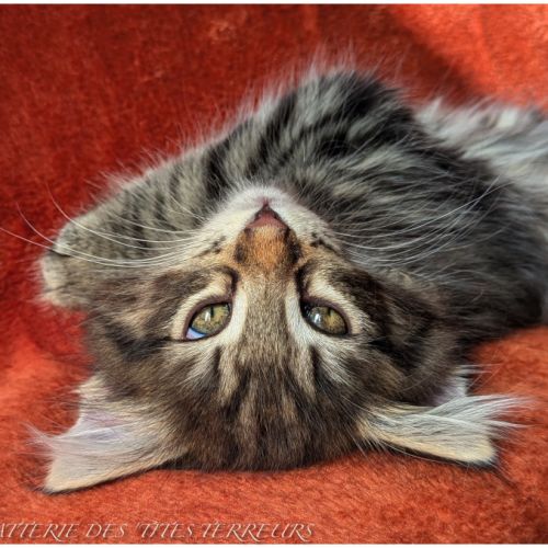 Bruckner - chaton norvégien loof #0