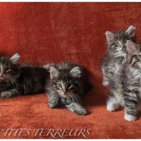 Bruckner - chaton norvégien loof #1