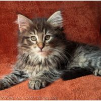 Bruckner - chaton norvégien loof #2
