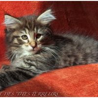 Bruckner - chaton norvégien loof #3