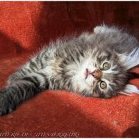 Bruckner - chaton norvégien loof #4