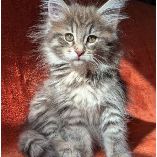 Brookner - chaton norvégien loof #2