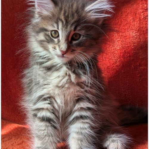 Brookner - chaton norvégien loof #6