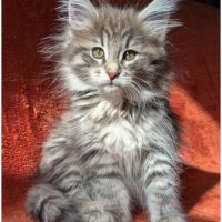 Brookner - chaton norvégien loof #2