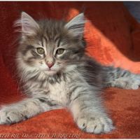 Brookner - chaton norvégien loof #3