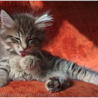 Brookner - chaton norvégien loof #4