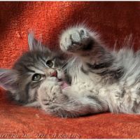 Brookner - chaton norvégien loof