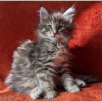 Brookner - chaton norvégien loof #7
