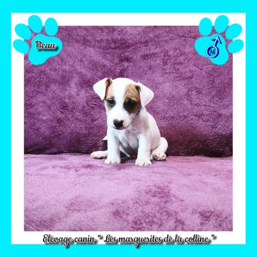Chiots jack russell terrier à réserver . #2