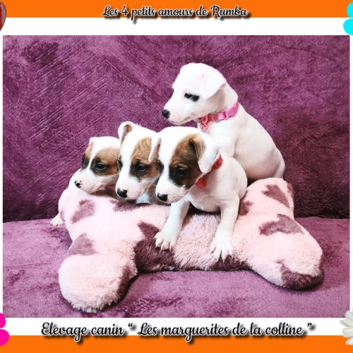 Chiots jack russell terrier à réserver . #0