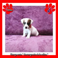 Chiots jack russell terrier à réserver . #1