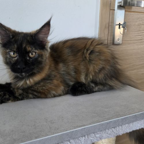 Chatons maine coon #1