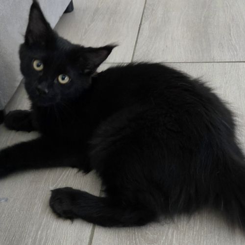 Chatons maine coon #4