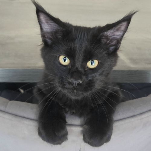 Chatons maine coon #5