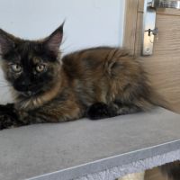 Chatons maine coon #1