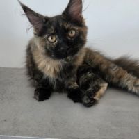 Chatons maine coon #2