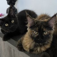 Chatons maine coon