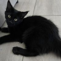 Chatons maine coon #4
