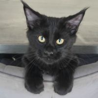 Chatons maine coon #5