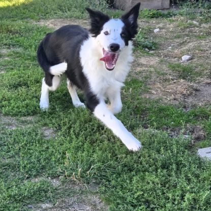 Biloute magnifique border collie