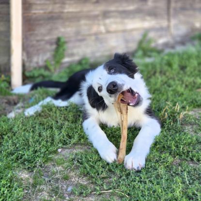 Biloute magnifique border collie #2