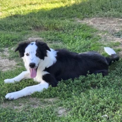 Biloute magnifique border collie #4