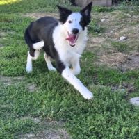 Biloute magnifique border collie #0