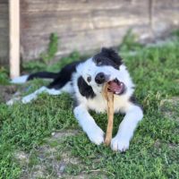 Biloute magnifique border collie #2