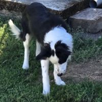 Biloute magnifique border collie #3