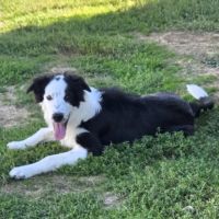 Biloute magnifique border collie #4