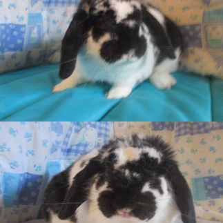 Adorable lapin bélier nain, vacciné et stérilisé #0