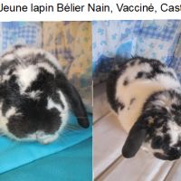 Adorable lapin bélier nain, vacciné et stérilisé #1