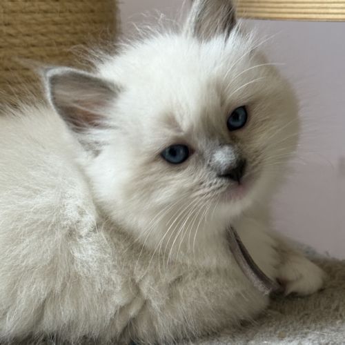 Ragdoll femelle blue point mitted #1
