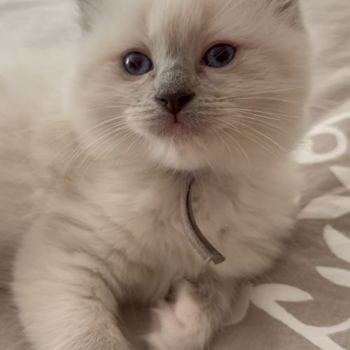 Ragdoll femelle blue point mitted #2