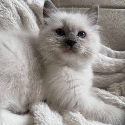 Ragdoll femelle blue point mitted #3