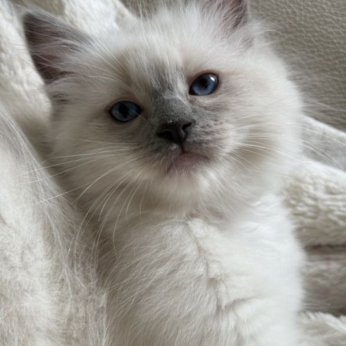 Ragdoll femelle blue point mitted #0