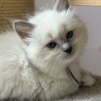 Ragdoll femelle blue point mitted #1