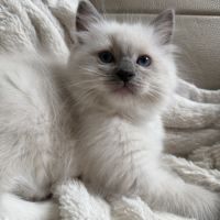 Ragdoll femelle blue point mitted #3