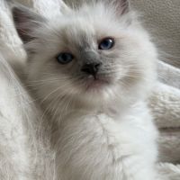 Ragdoll femelle blue point mitted