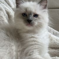 Ragdoll femelle blue point mitted #5