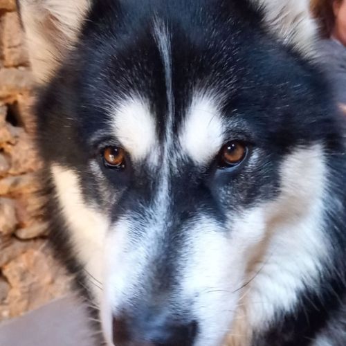 Malamute cherche nouvelle famille #0