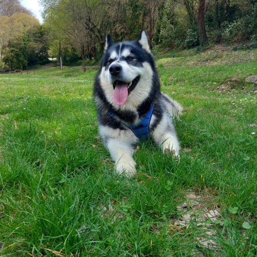 Malamute cherche nouvelle famille #2